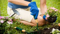 Que plantas não deve plantar lado a lado: jardineiro explica regras de compatibilidade