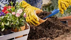 Os vizinhos vão achar que isto é caro: flores que criam o efeito de um jardim de luxo