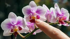 Como fazer a orquídea florir abundantemente: um jardineiro revelou a principal condição