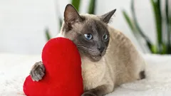 Acha que os gatos são egoístas? Veja como eles provam o seu amor todos os dias