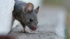 Eis como se livrar dos ratos sem esforço: este cheiro vai fazê-los fugir