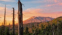 Terra queimada por um vulcão voltou à vida após experiência: já crescem mais de 40 mil plantas