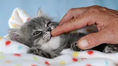 Que gato é ideal para uma família? Foram apontadas 4 das melhores raças