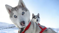 Beleza fora do comum: 3 raças de cães que vão fazê-lo apaixonar-se à primeira vista