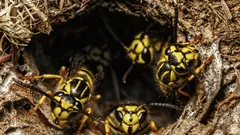 Como se livrar facilmente de um ninho de vespas no chão — um especialista partilhou o segredo