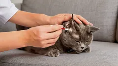 Zoólogo: como e com que limpar corretamente os ouvidos do gato em casa