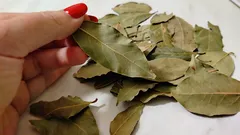 Eis como a folha de louro ajuda a rejuvenescer: o efeito nota-se em apenas alguns dias