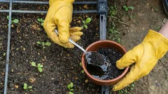 Como usar as borras de café na horta: um fertilizante simples e eficaz