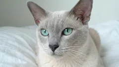 As 7 raças de gatos mais leais que nunca o deixarão sozinho