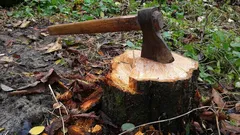 Como remover um cepo sem pá nem máquinas: um método simples que poucos conhecem