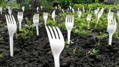 Os vizinhos riam-se até verem o resultado: para que servem os garfos na horta?