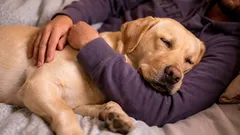 O comportamento misterioso dos cães: 3 razões pelas quais se encostam aos donos