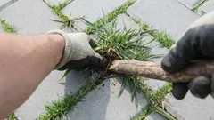 Como eliminar de vez as ervas daninhas entre as lajotas: a solução rápida está na cozinha