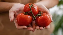 Os tomates do supermercado vão ficar doces e aromáticos como os da quinta: onde os deve colocar?