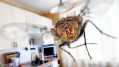 Importante fazer na primavera: um ingrediente livra a casa de moscas e larvas