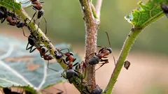 Formigas e pulgões desaparecerão sem deixar rasto: um truque simples afasta-os para sempre