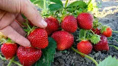 A colheita de morangos vai duplicar: o esquema de plantação que muitos ignoram