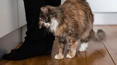 Porque é que os gatos gostam de esfregar a cabeça nos donos: Zoólogo revela o significado