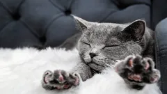 Por que é que a gata amassa o dono com as patas — o zoólogo revelou a verdadeira razão